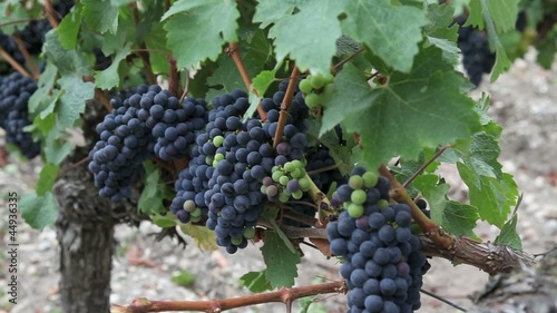 Wallpaper Mural closeup of bunch of grape in vineyard Torontodigital.ca