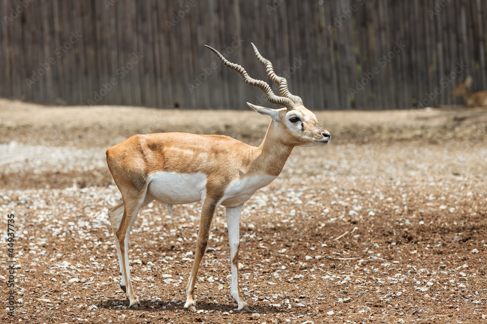 写真・グラフィック Male Deer Portrait - A4 Photo 2,200+ Male Deer