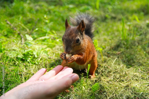 squirrel eats from the hand