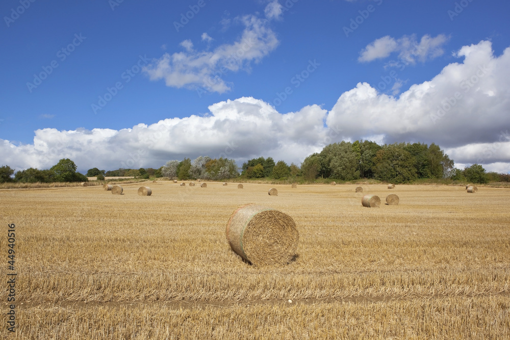 english harvest time