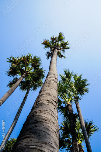 Sugar palm up into sky