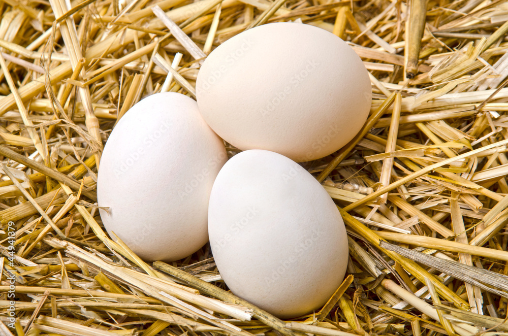three white eggs lie in the straw three white eggs lie in the straw