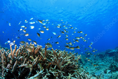 Korallenriff mit Riffbarschen