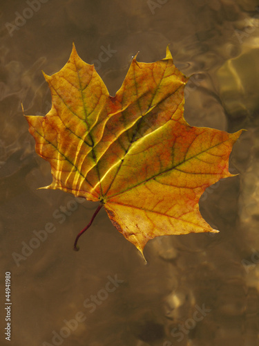 Herbstblatt im Wasser, Ahornblatt