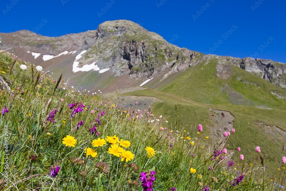Fototapeta premium beautiful mountain flowers