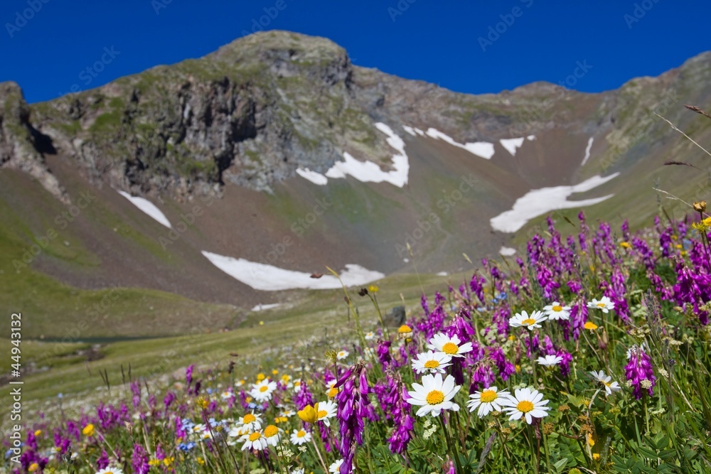 mountain slope in a flowers