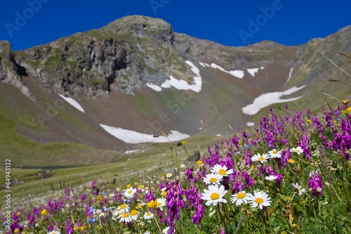 mountain slope in a flowers
