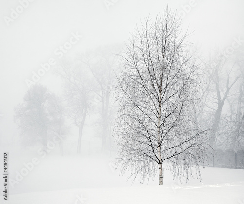 Wallpaper Mural Birch in soft morning fog Torontodigital.ca