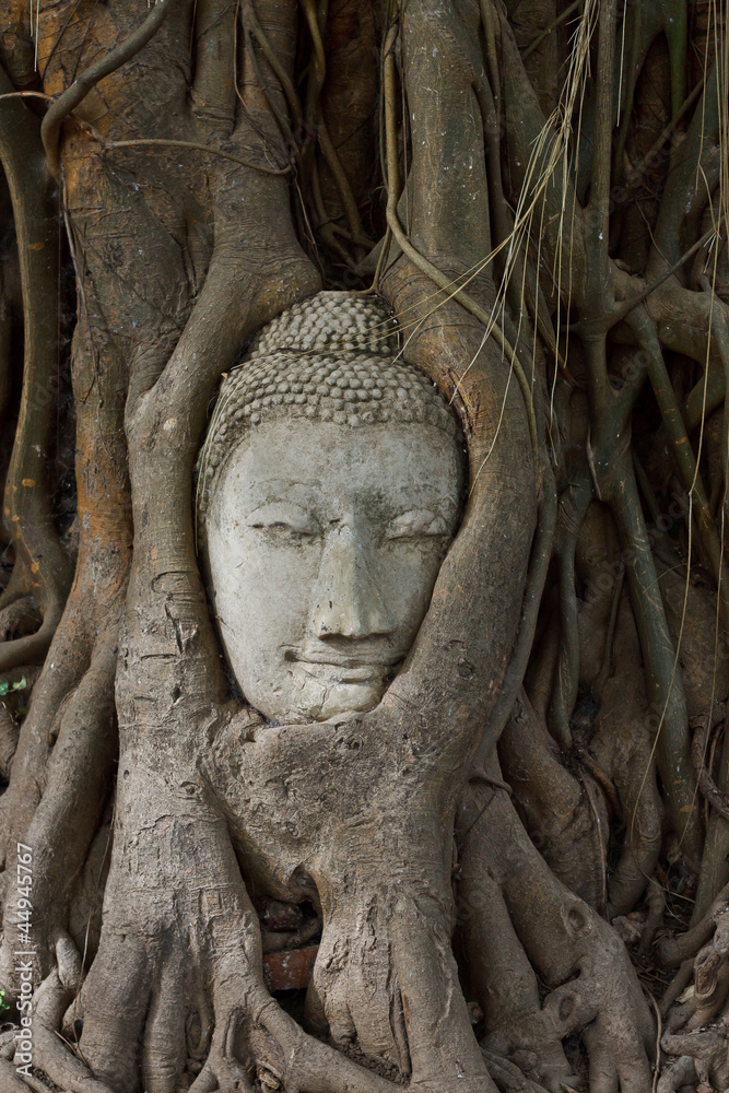 Head of sandstone buddha in the bodhi tree roots