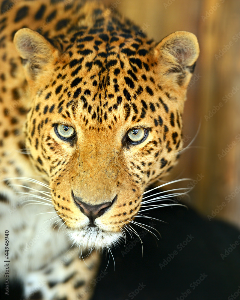 Obraz premium Leopard