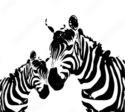 zebras - mother and child