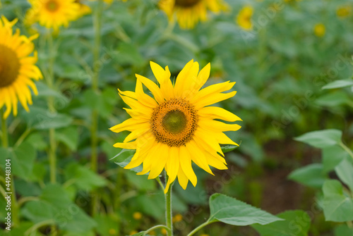 Sunflowers