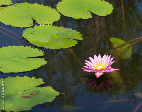 blooming lotus on the pool