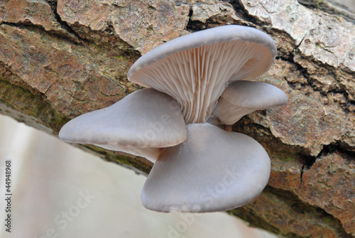 Wild oyster mushroom (Pleurotus ostreatus)