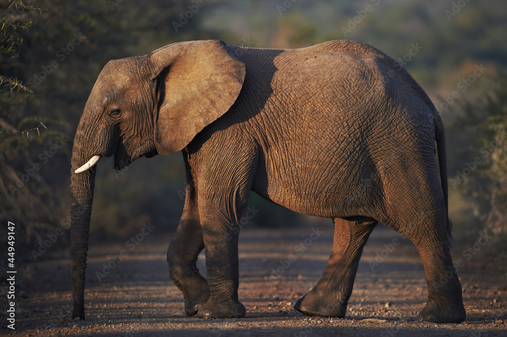 Fototapeta premium African elephant crossing the road at dusk