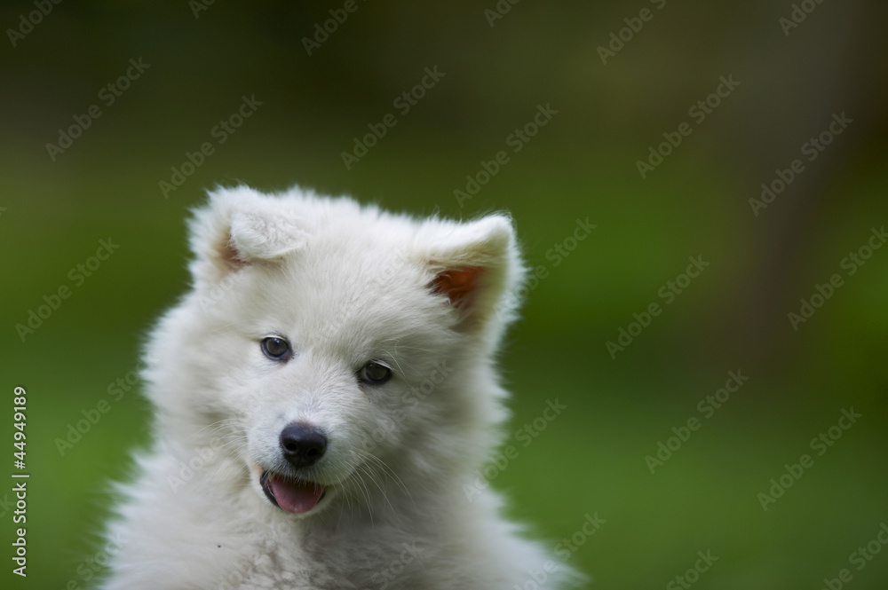 Portrait of a samoyed dog puppy Portrait of a samoyed dog puppy