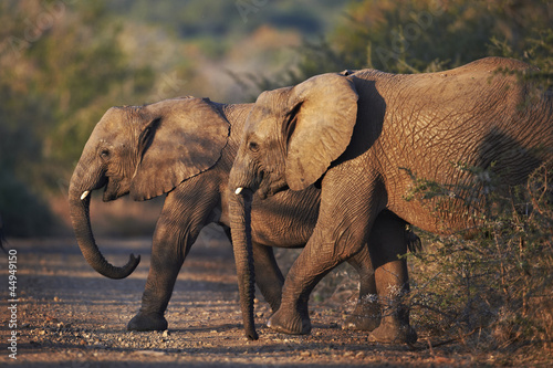 Two young african elephants crossing the road at dusk