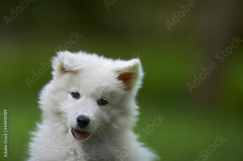 Portrait of a samoyed dog puppy