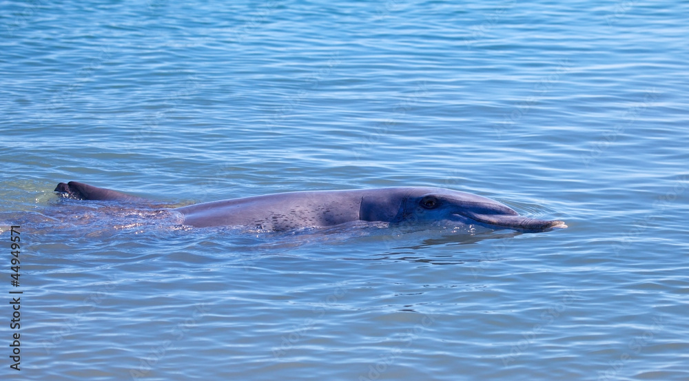 Fototapeta premium Delfini a Monkey Mia, We Australia