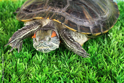 red ear turtle on grass