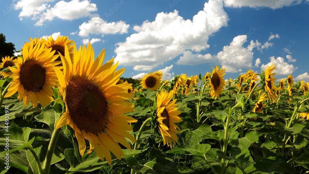 Fototapeta premium Close up of vivid sunflowers and blue sky with puffy clouds