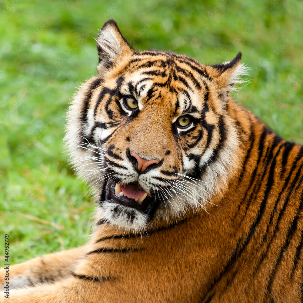 Head Shot of Growling Sumatran Tiger