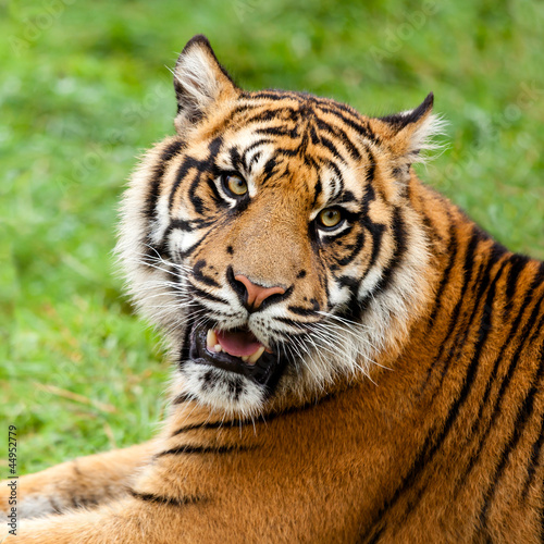 Head Shot of Growling Sumatran Tiger