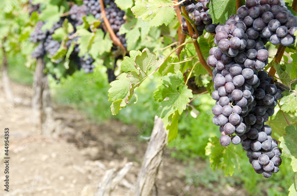 Italian Nebbiolo Red Wine Grapes on the Vine Italian Nebbiolo Red Wine Grapes on the Vine