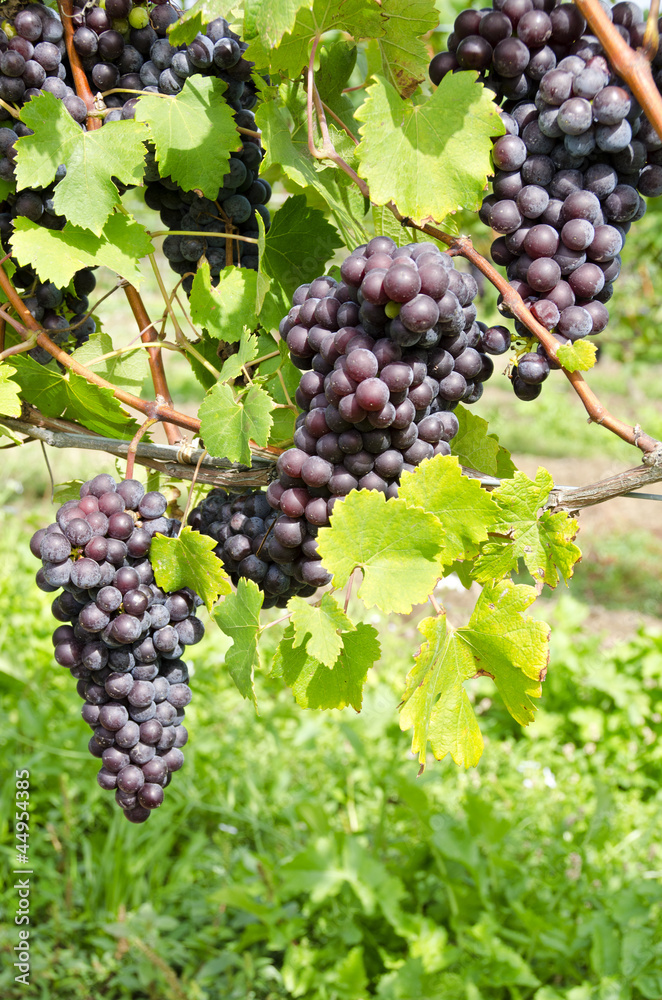 Italian Nebbiolo Red Wine Grapes on the Vine