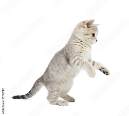 Kitten Scottish Straigh isolated on white