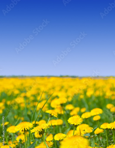 dandelions meadow in sunny summer day