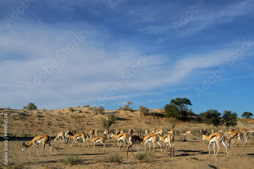Springbok herd, Kalahari desert