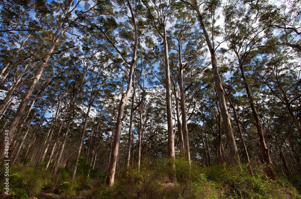 Fototapeta premium foresta di karri, Margaret river, We Australia