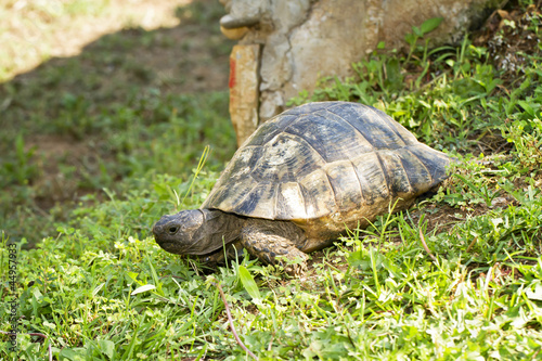 spur-thighed turtle