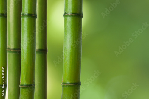 troncos de bambú