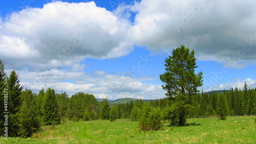 summer landscape forest and clouds on sunny day timelapse