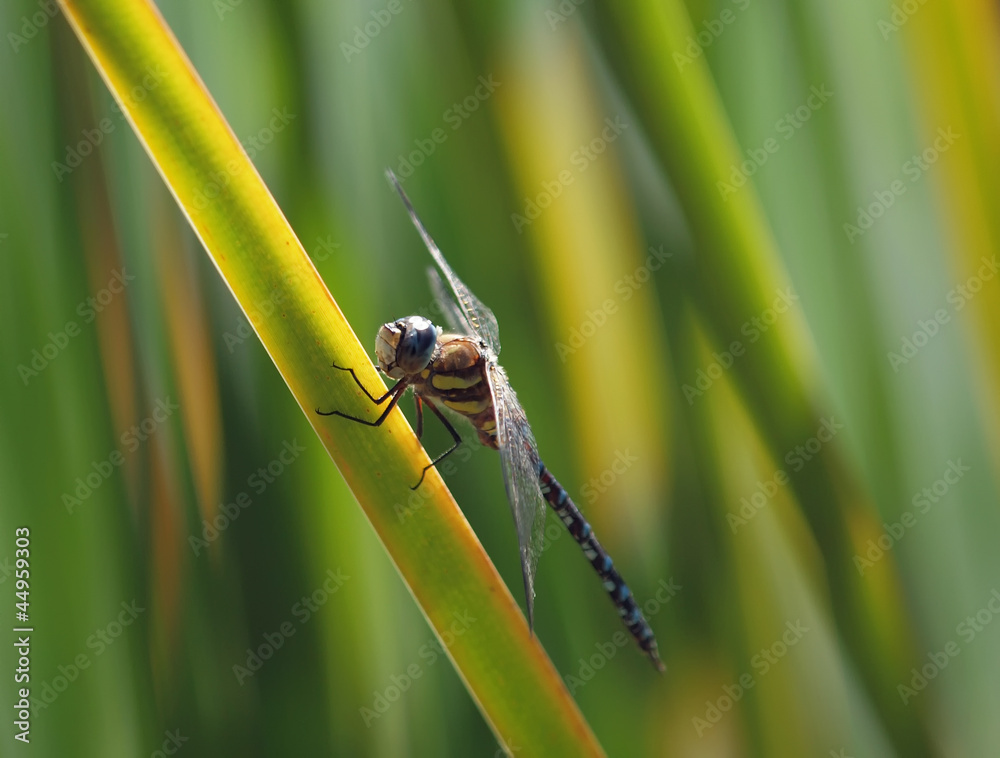 Libelle Libelle