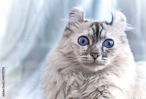 Fotografie American Curl cat