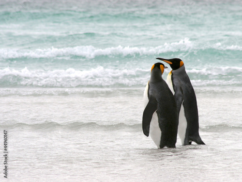 King Penguin Couple take a walk on the beach