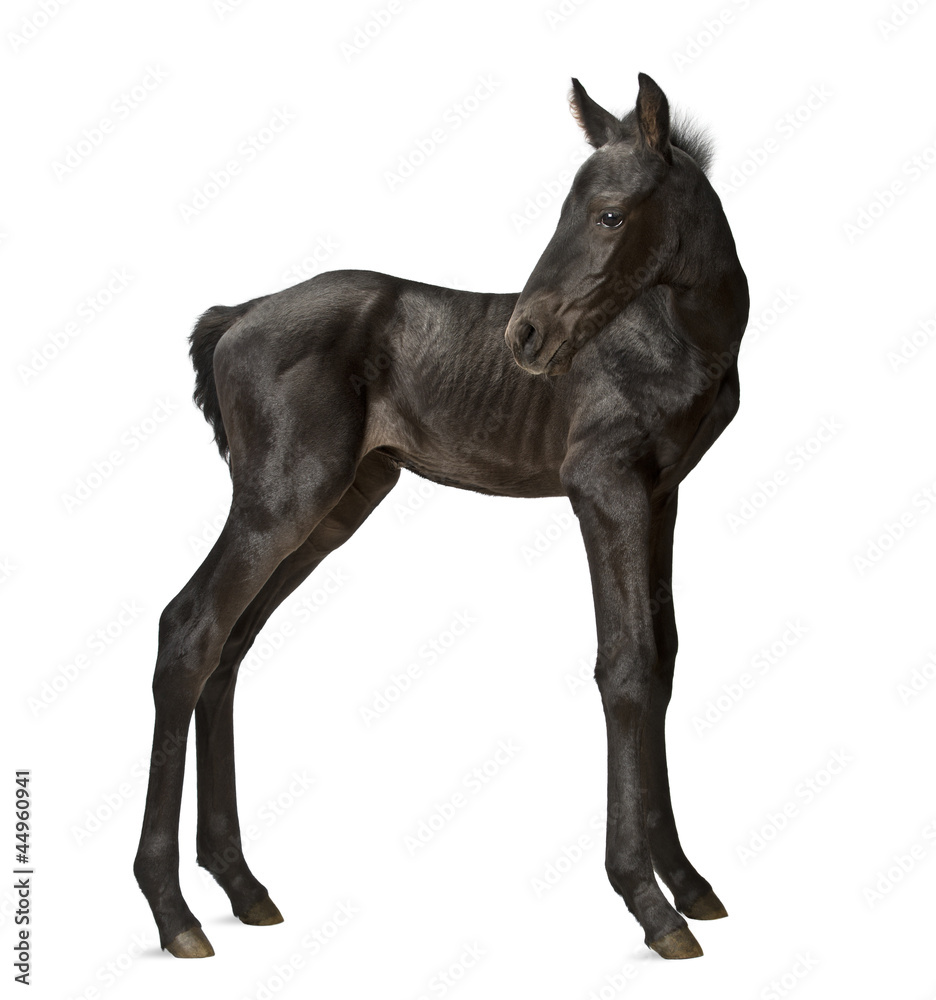 Obraz premium Foal, 1 week old, standing against white background