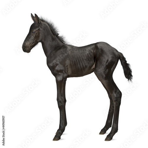 Foal  1 week old  standing against white background