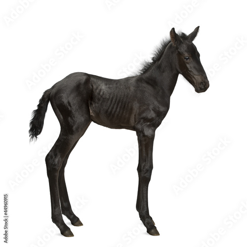 Fototapeta Naklejka Na Ścianę i Meble -  Foal, 1 week old, standing against white background