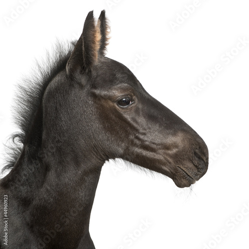 Fototapeta Naklejka Na Ścianę i Meble -  Foal, 1 week old, close up against white background