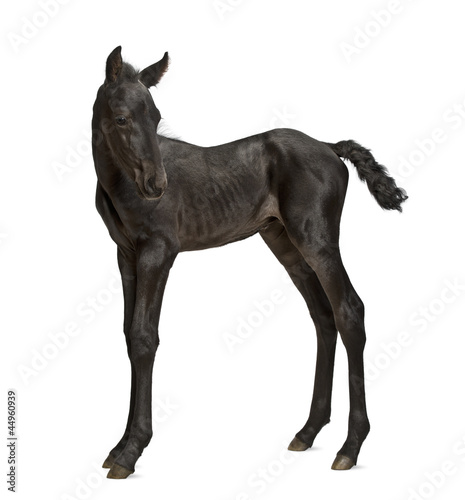 Foal, 1 week old, standing against white background © Eric Isselée