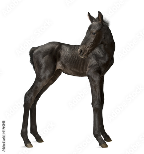 Foal, 1 week old, standing against white background