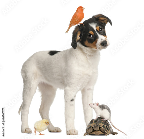 Mixed breed puppy, canary, chick, turtle and rat