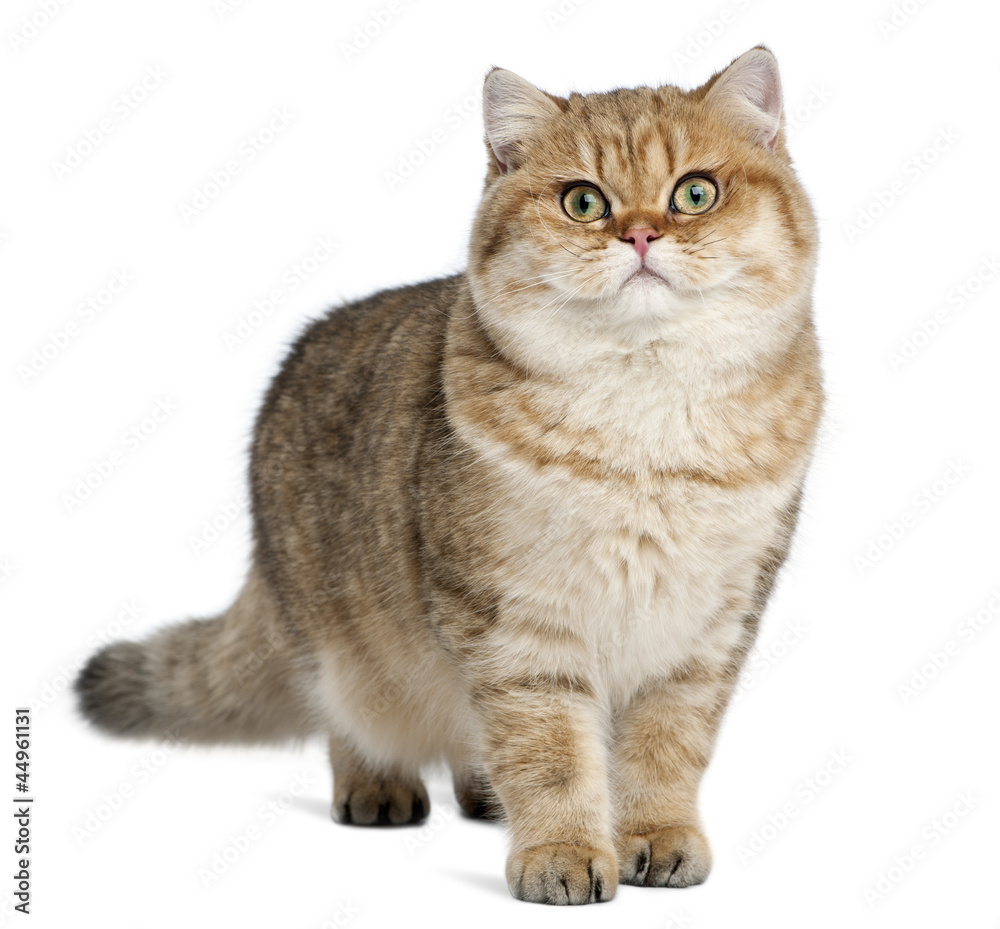Golden shaded British shorthair, 7 months old Golden shaded British shorthair, 7 months old