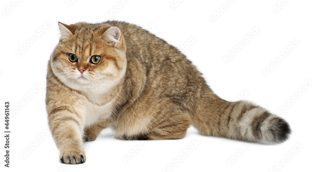 Obraz premium Golden shaded British shorthair, 7 months old