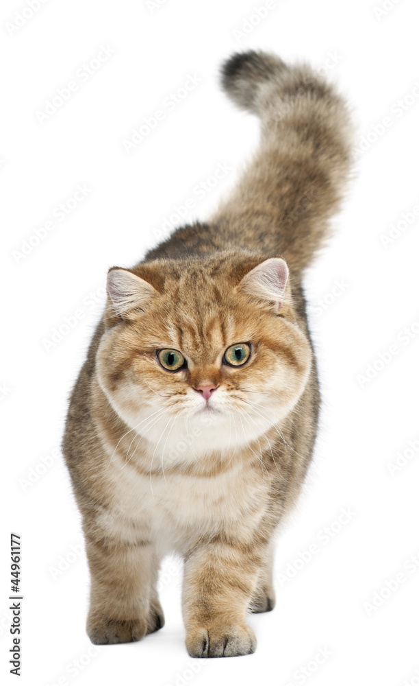 Golden shaded British shorthair, 7 months old Golden shaded British shorthair, 7 months old