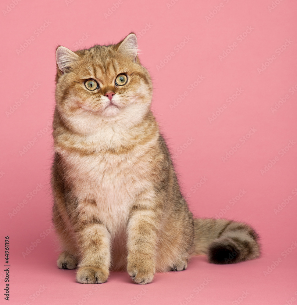 Golden shaded British shorthair, 7 months old